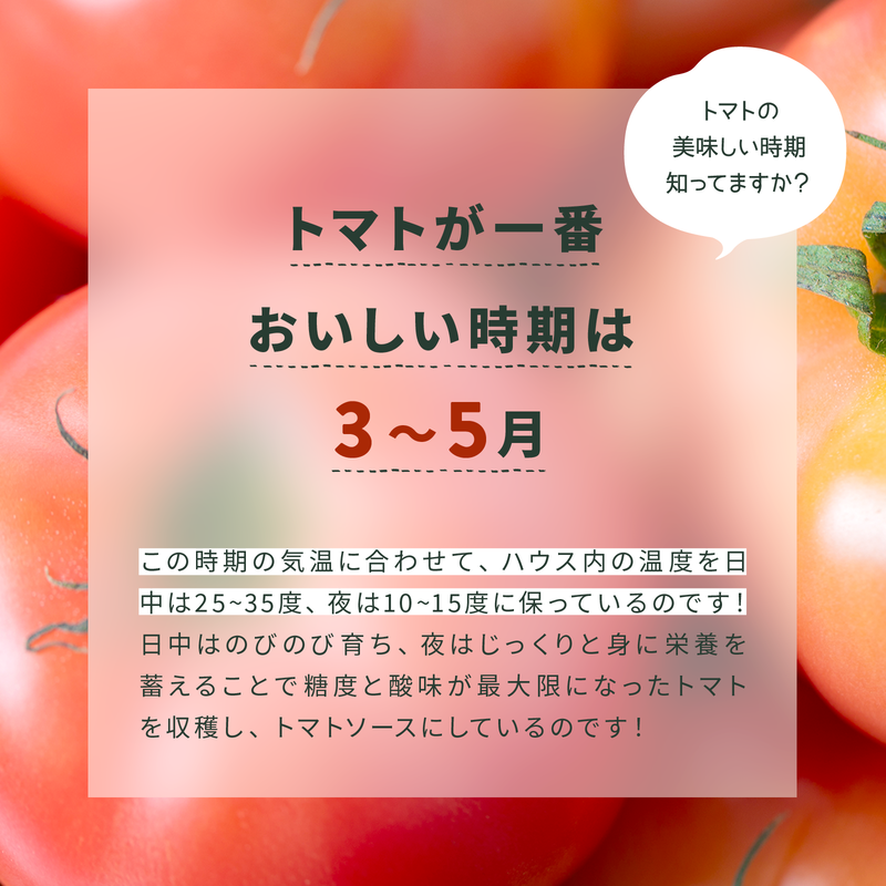【国産トマト果肉90%使用！】トマト農家の本格パスタソース トマト味 120g 3本セット｜国産 姫路市産 完熟八百ちゃんトマト 万能調味料