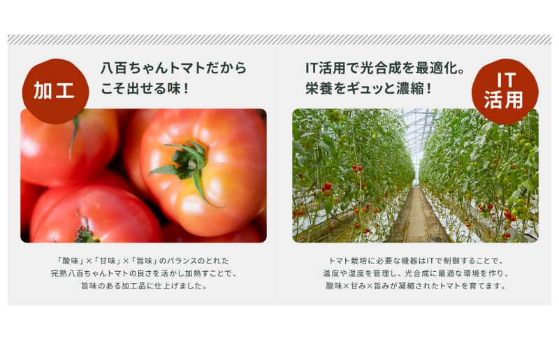 【定期便・全3回】トマト農家の本格パスタソース ガーリック味 120g 2本セット × 3回｜国産 姫路市産 完熟八百ちゃんトマト 万能調味料