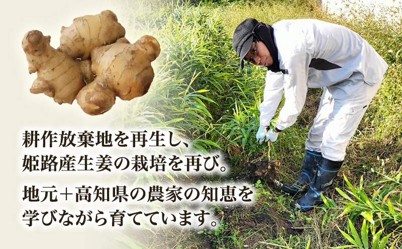 自然栽培で育てた甘くて瑞々しい姫路産熟成しょうが1.5kg 生姜 国産 栽培期間中 農薬 不使用 ショウガ 産地直送 農産物品評会 受賞