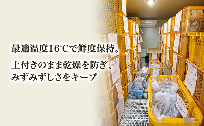 自然栽培で育てた甘くて瑞々しい姫路産熟成しょうが3.5kg 生姜 国産 栽培期間中 農薬 不使用 ショウガ 産地直送 農産物品評会 受賞