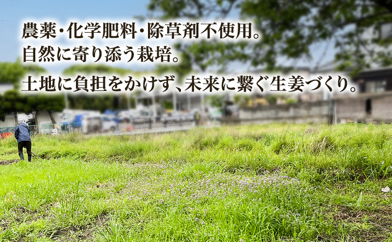 自然栽培で育てた甘くて瑞々しい姫路産熟成しょうが3.5kg 生姜 国産 栽培期間中 農薬 不使用 ショウガ 産地直送 農産物品評会 受賞