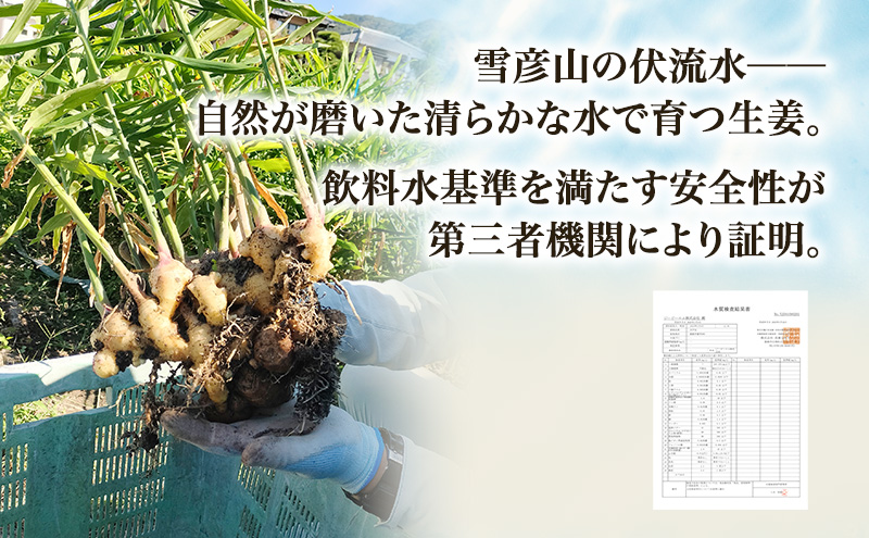 自然栽培で育てた甘くて瑞々しい姫路産熟成しょうが3.5kg 生姜 国産 栽培期間中 農薬 不使用 ショウガ 産地直送 農産物品評会 受賞