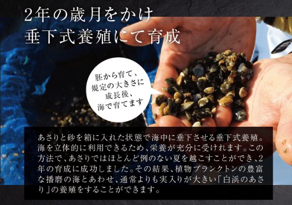 【さりひめ】姫路産養殖活あさり 1kg | 魚介 魚介類 貝類 海鮮  食べごたえ 味噌汁 酒蒸し パスタ 焼き牡蠣 海の幸