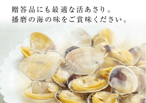 【さりひめ】姫路産養殖活あさり 1kg | 魚介 魚介類 貝類 海鮮  食べごたえ 味噌汁 酒蒸し パスタ 焼き牡蠣 海の幸