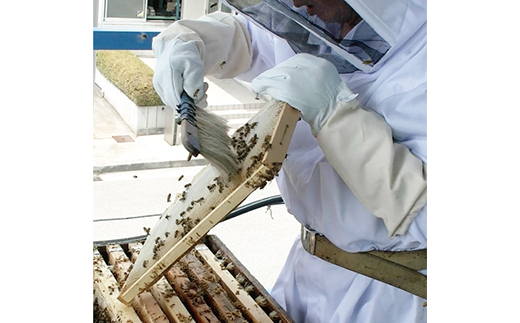 天然はちみつ「はち美っちゃん」　百花蜜　150g×4個【1590820】