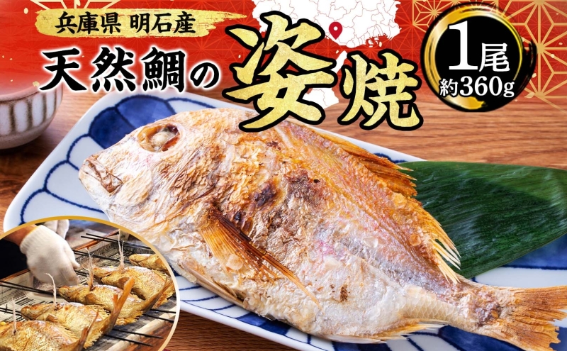 明石産 天然鯛の姿焼(1) 魚貝類
