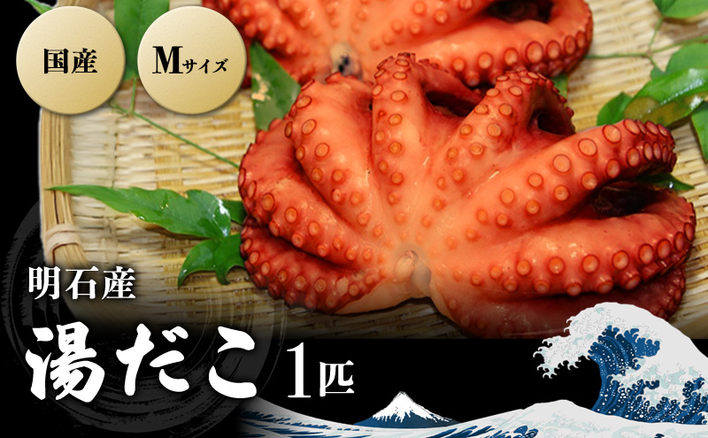 明石産 湯だこ 1匹 Mサイズ[ 明石たこ ボイルたこ 蛸 ] 魚貝類 海の幸 海鮮 身 甘い 弾力 食感 酢の物 天ぷら 明石焼 タコ焼き 食材 タコ飯 つまみ 肴 マリネ アヒージョ 国産 日本産