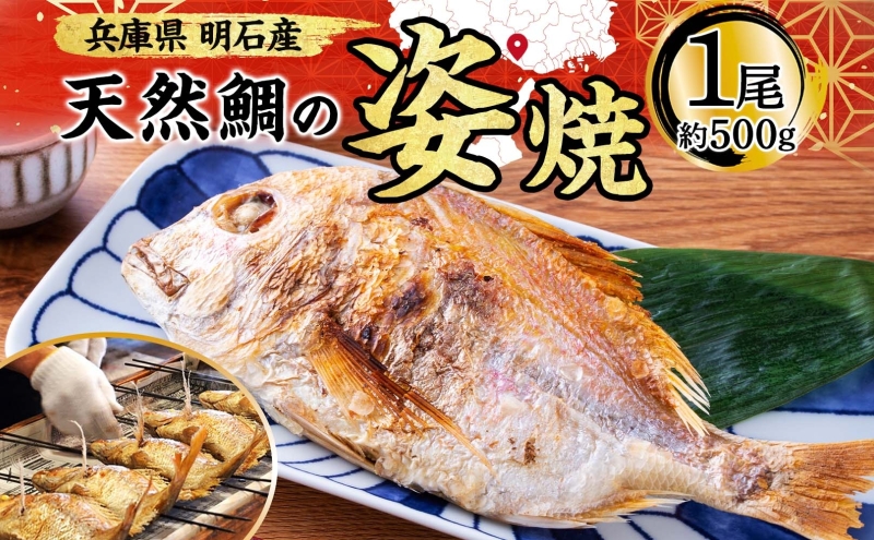 明石産 天然鯛の姿焼(3) 魚貝類
