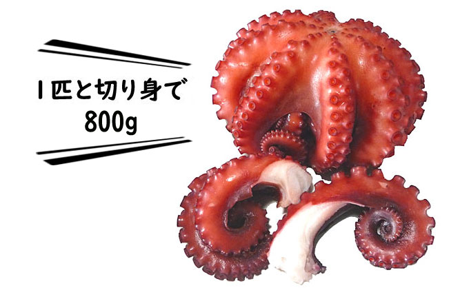 明石ダコのゆでダコ 丸ごと1匹と切り身で800g 魚貝類 タコ 