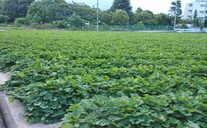 紅はるか伊丹の干し芋　丸干し芋1kg×5袋