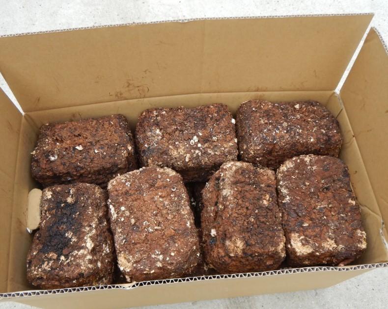 【カブトムシ・クワガタ】深山農園の しいたけ廃菌床 14個