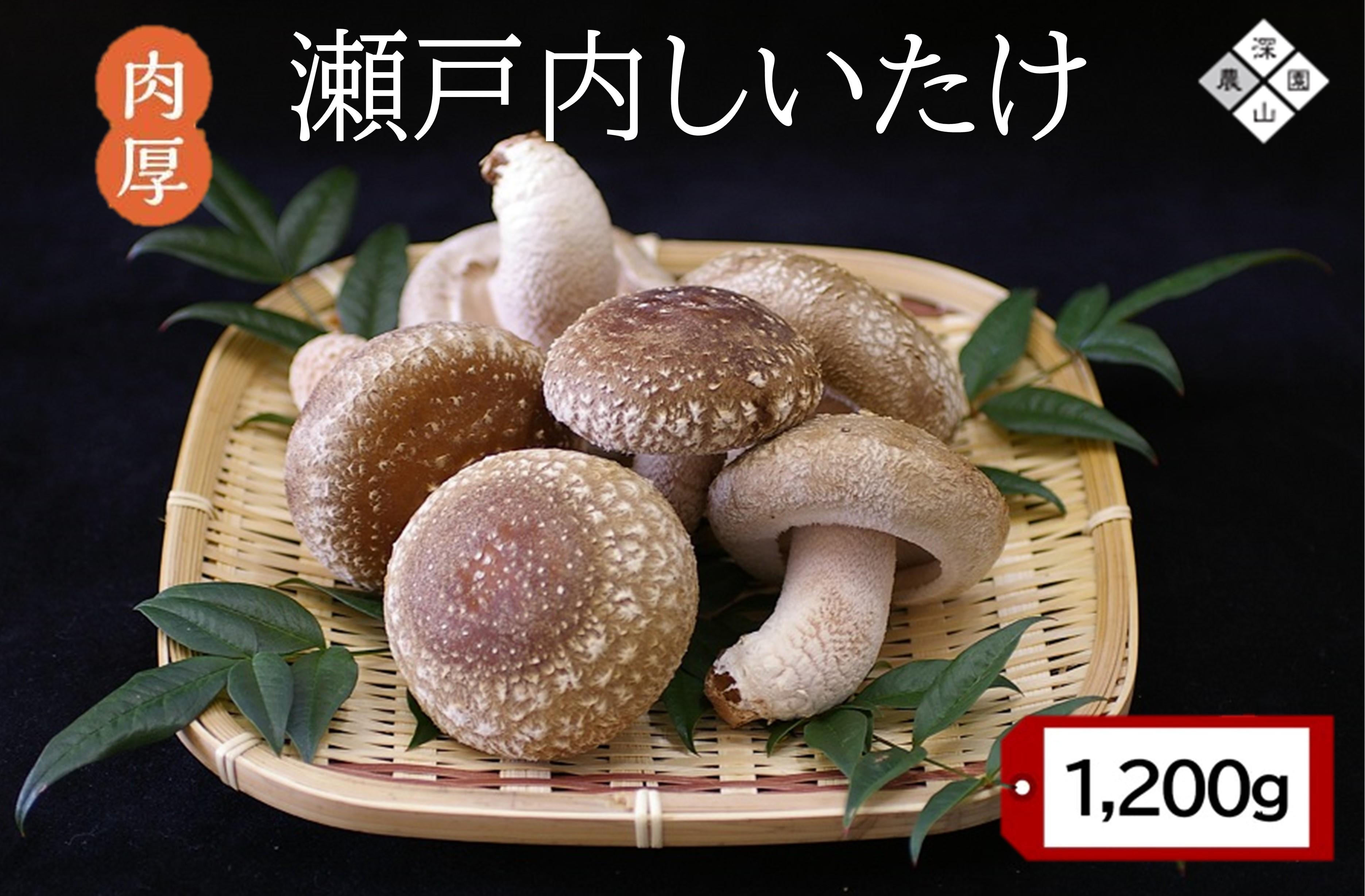 【有機】深山農園の 瀬戸内しいたけ ～肉厚で、大きく、ジューシー～1,200g