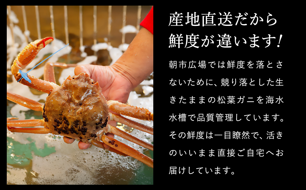 【訳あり】タグつき 釜茹で松葉ガニ800g前後
