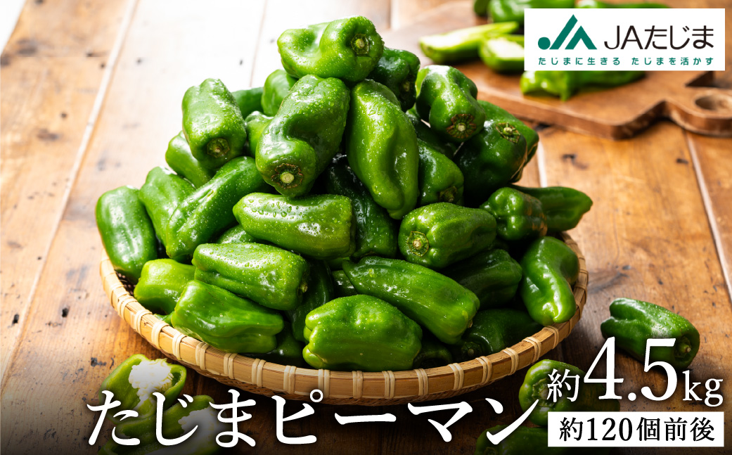 【数量限定】 たじまピーマン 約4.5kg / 7月中旬から順次発送 肉厚 ピーマン 肉詰め 新鮮 野菜 産地直送 やさい 苦みが少ない 甘みが強い 歯ごたえが良い 濃い緑 夏秋ピーマン