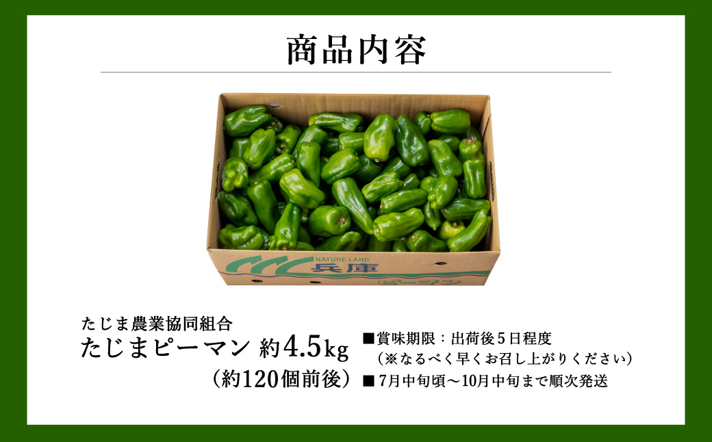 数量限定 たじまピーマン 先行予約 約4.5kg / 肉厚 ピーマン 肉詰め 新鮮 野菜 産地直送 やさい 苦みが少ない 甘みが強い 歯ごたえが良い 濃い緑 夏秋ピーマン【2025年7月中旬頃より順次発送】