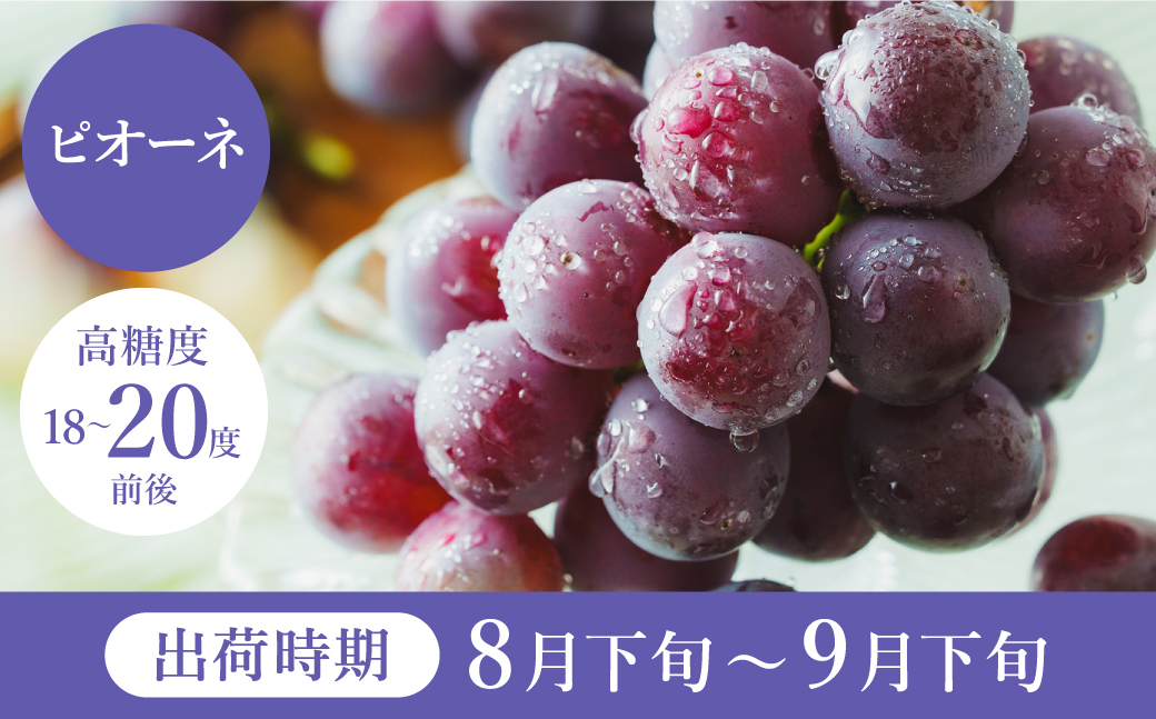 ã2026幎å
è¡äºçŽãæ°ééå® èš³ãã è±å²¡ã¶ã©ããããªãŒãã çŽ300gÃ8ããã¯ ïŒ ãŽããŒã ãã㊠è¡è èš³ããã¶ã©ã å€§ç² åŒ·ãçã¿ çœãããªé
žå³ æ°é®® æç© ç£å°çŽé ãã ãã® ãã«ãŒã äžå éŠã