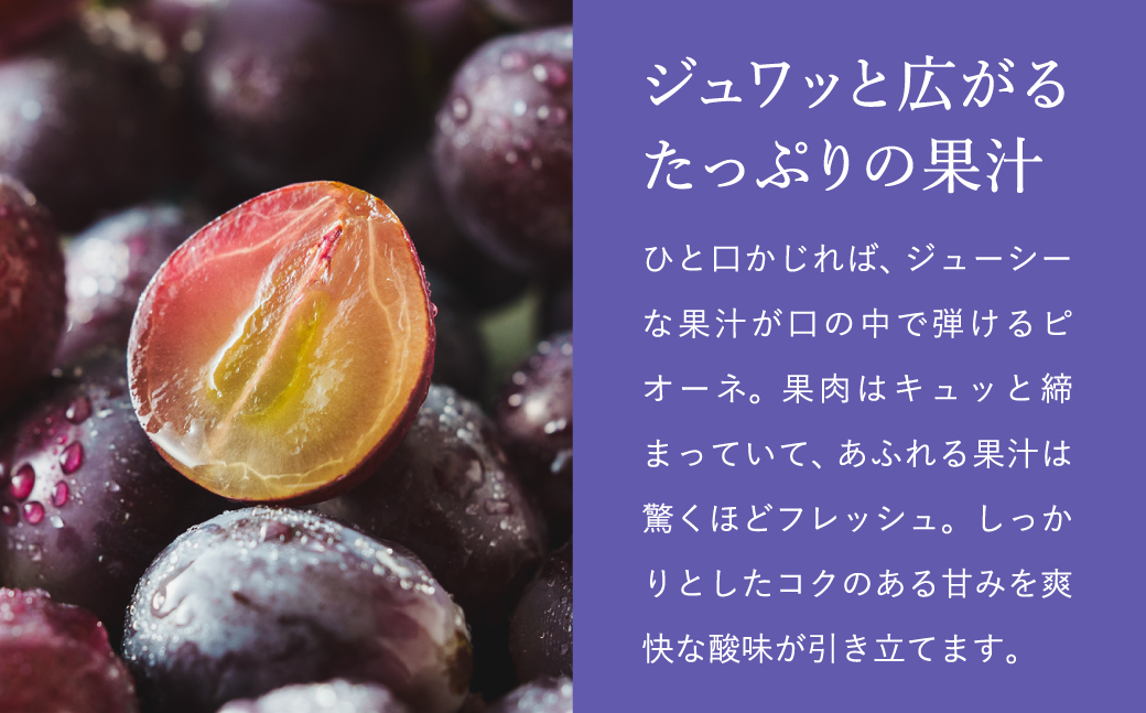 ã2026幎å
è¡äºçŽãæ°ééå® èš³ãã è±å²¡ã¶ã©ããããªãŒãã çŽ300gÃ8ããã¯ ïŒ ãŽããŒã ãã㊠è¡è èš³ããã¶ã©ã å€§ç² åŒ·ãçã¿ çœãããªé
žå³ æ°é®® æç© ç£å°çŽé ãã ãã® ãã«ãŒã äžå éŠã