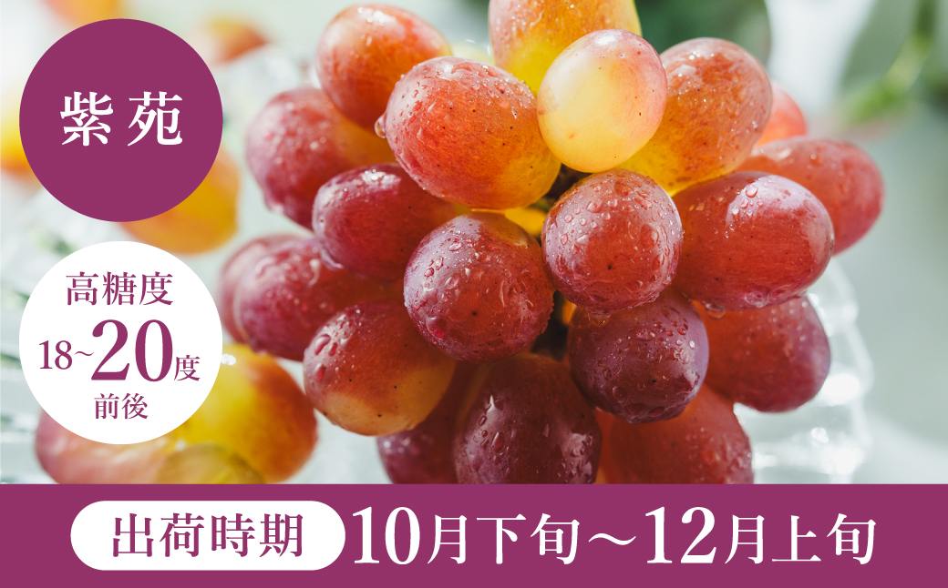 ã2026幎å
è¡äºçŽãæ°ééå® èš³ãã è±å²¡ã¶ã©ãã玫èã çŽ300gÃ2ããã¯ïŒ 玫è ããã ãã㊠è¡è èš³ããã¶ã©ã å€§ç² åŒ·ãçã¿ çœãããªé
žå³ æ°é®® æç© ç£å°çŽé ãã ãã® ãã«ãŒã äžå éŠã