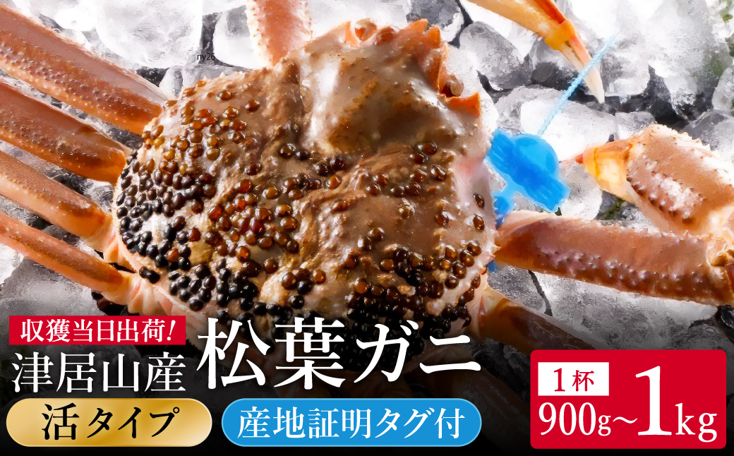 期間・数量限定 タグ付き 津居山産 松葉ガニ 1杯 / 活 900g～1kg / 新鮮 松葉がに 松葉蟹 ズワイガニ ずわいがに かに カニ 蟹 冷蔵 海鮮 お取り寄せ グルメ 兵庫県 豊岡市 津居山漁港 但馬漁業協同組合