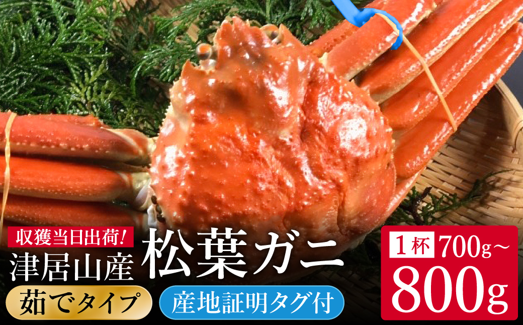 期間・数量限定 タグ付き 津居山産 松葉ガニ 1杯 / 茹で 700g～800g / 新鮮 松葉がに 松葉蟹 ズワイガニ ずわいがに かに カニ 蟹 ボイル 冷蔵 海鮮 お取り寄せ グルメ 兵庫県 豊岡市 津居山漁港 但馬漁業協同組合
