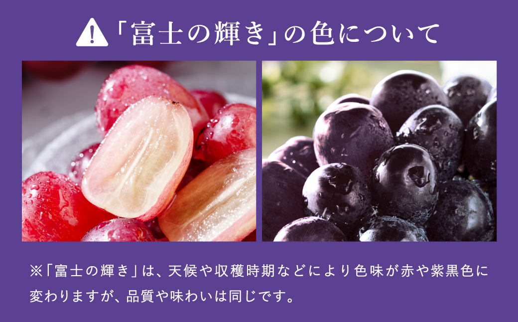 【2026年先行予約】豊岡ぶどう 富士の輝き 600g / 豊岡ブドウ 産地直送 濃厚 甘味 コク 皮ごと 食べられる 減農薬 ぶどう ブドウ 葡萄 果物 くだもの フルーツ ふくい農園