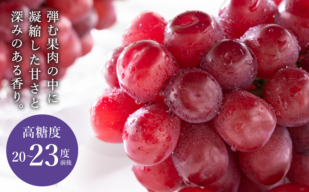 【2026年先行予約】豊岡ぶどう 富士の輝き 600g / 豊岡ブドウ 産地直送 濃厚 甘味 コク 皮ごと 食べられる 減農薬 ぶどう ブドウ 葡萄 果物 くだもの フルーツ ふくい農園