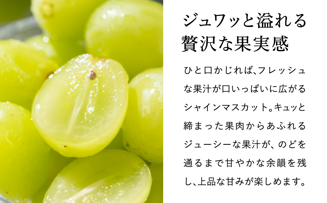 【2026年先行予約】豊岡ぶどう シャインマスカット 約2kg / 豊岡ブドウ 産地直送 糖度が高い 濃厚 甘味 上品な香り 歯切れの良い 皮ごと 食べられる 減農薬 シャイン マスカット ぶどう ブドウ 葡萄 果物 くだもの フルーツ ふくい農園