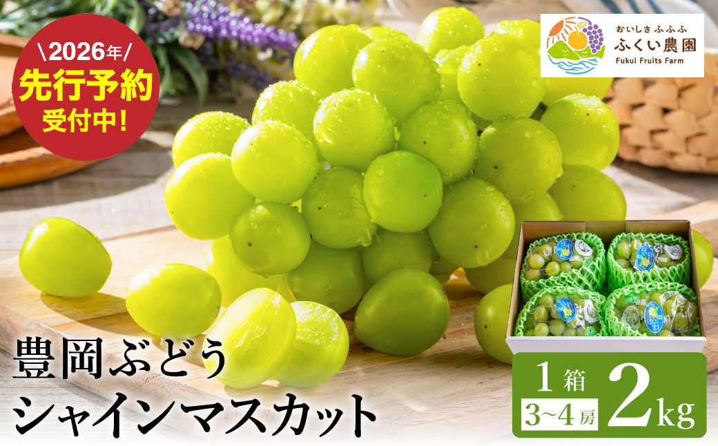 【2026年先行予約】豊岡ぶどう シャインマスカット 約2kg / 豊岡ブドウ 産地直送 糖度が高い 濃厚 甘味 上品な香り 歯切れの良い 皮ごと 食べられる 減農薬 シャイン マスカット ぶどう ブドウ 葡萄 果物 くだもの フルーツ ふくい農園