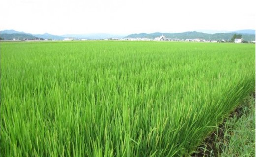特別栽培米こしひかり　六方銀米　白米10kg（5kg×2袋）