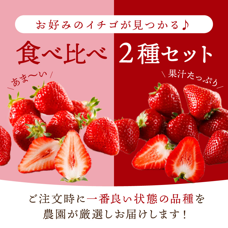 はたやのいちご　食べ比べセット《 ふるさと納税いちご イチゴ 苺 フルーツ工房はたや 章姫 あまえくぼ あまクイーン 紅クイーン ロイヤルクイーン フルーツ 果物 国産 送料無料 》【2401C09701】