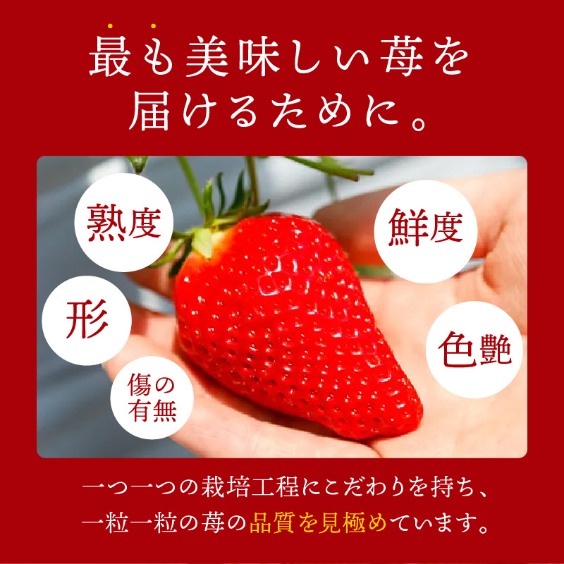 はたやのいちご　食べ比べセット《 ふるさと納税いちご イチゴ 苺 フルーツ工房はたや 章姫 あまえくぼ あまクイーン 紅クイーン ロイヤルクイーン フルーツ 果物 国産 送料無料 》【2401C09701】