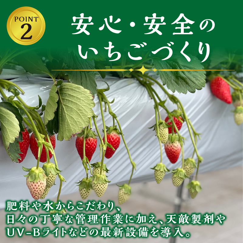 ★先行予約★結いちご(2パック入)[12月下旬より順次発送] 《 いちご 大粒 苺 フルーツ 果物 フルーツ工房はたや ふるさと納税いちご イチゴ 高級 国産 送料無料 》【2402C09706】