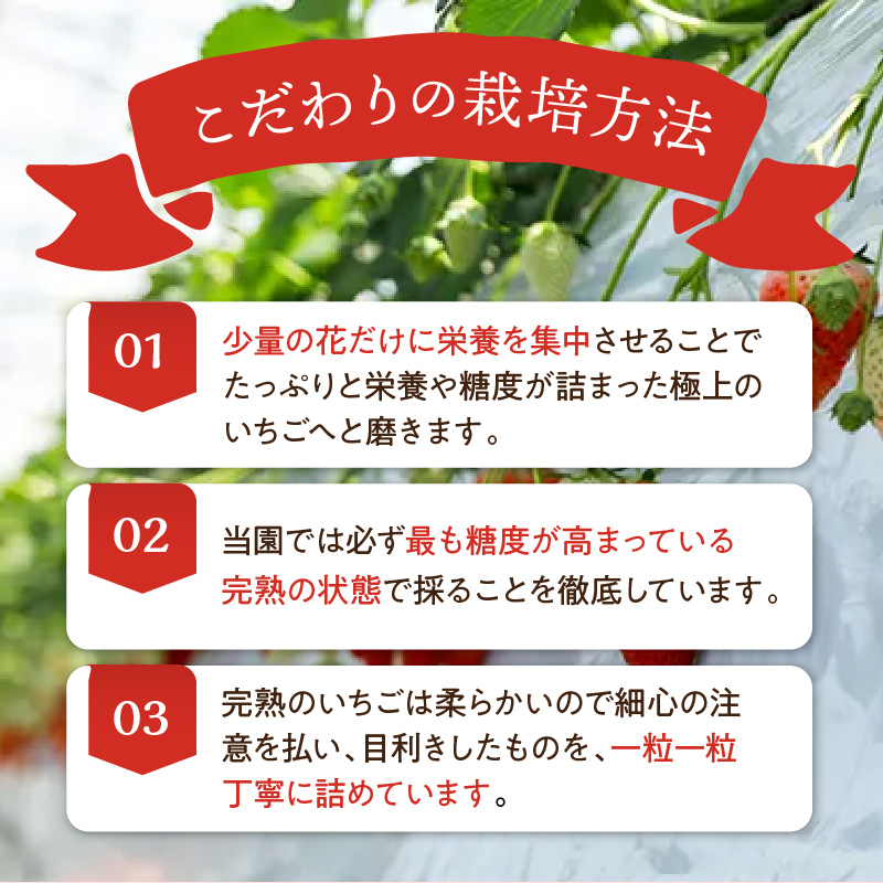 はたやのいちご　食べ比べセット《 ふるさと納税いちご イチゴ 苺 フルーツ工房はたや 章姫 あまえくぼ あまクイーン 紅クイーン ロイヤルクイーン フルーツ 果物 国産 送料無料 》【2401C09701】