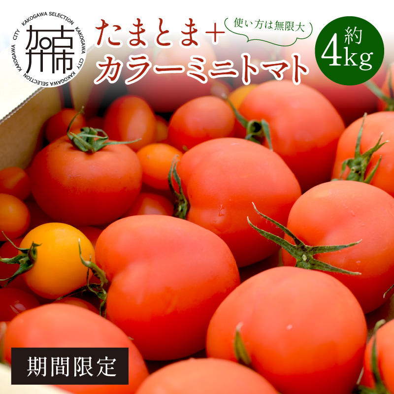 プチトマト 様 専用 特別セーフ - アイケア