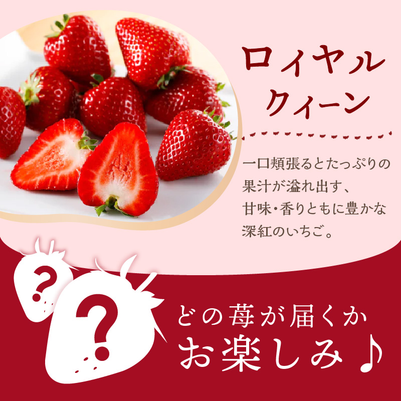 はたやのいちご　食べ比べセット《 ふるさと納税いちご イチゴ 苺 フルーツ工房はたや 章姫 あまえくぼ あまクイーン 紅クイーン ロイヤルクイーン フルーツ 果物 国産 送料無料 》【2401C09701】