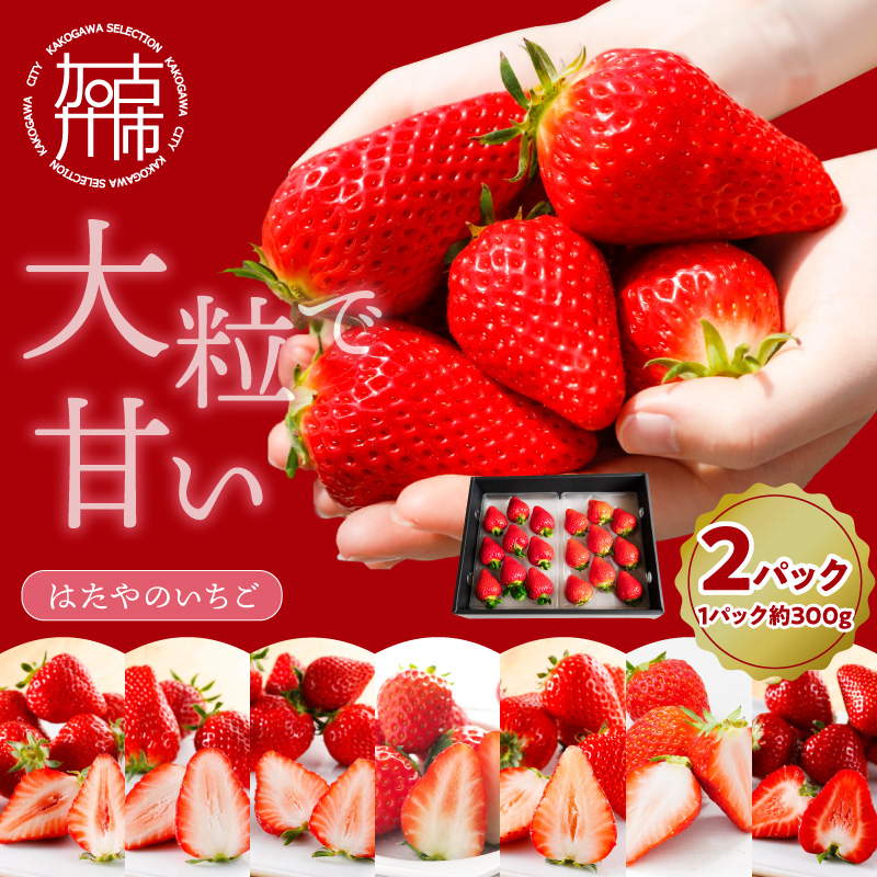 はたやのいちご 2Pセット《 いちご 苺 イチゴ フルーツ 果物 国産 フルーツ工房はたや あまえくぼ 章姫 あまクイーン ロイヤルクイーン ぽりっちご あまおとめ 堅しろう 》【2501C09702】