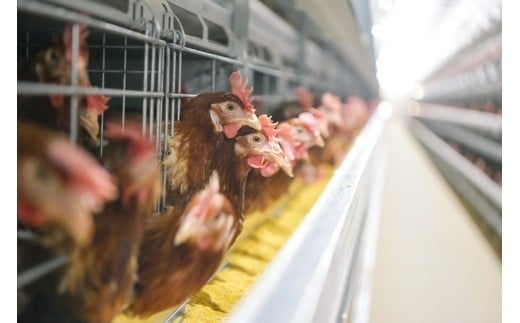 ããªãŒã€ïŒãšããŒÃæŸç°é€é¶å Žã³ã©ãããã±ãŒãžãç£å°çŽé æŸç°é€é¶å Žã®ã²ãããã®èµ€ããŸã60åïŒ50å+å²ãè£å10åïŒ