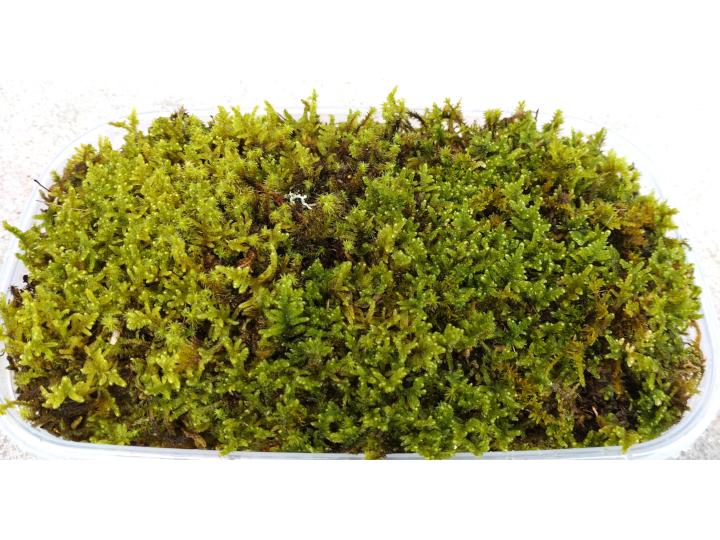 ハイゴケ生苔3シート1セット【北海道・沖縄・離島　配送不可】