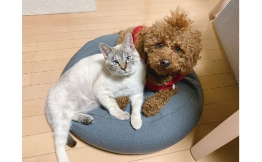 MOGU 雲にのるペットソファ〈ラウンド〉GY（グレー）