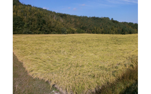 吟薫る山田錦入りビール第二弾「吟米麦酒」赤　5本セット