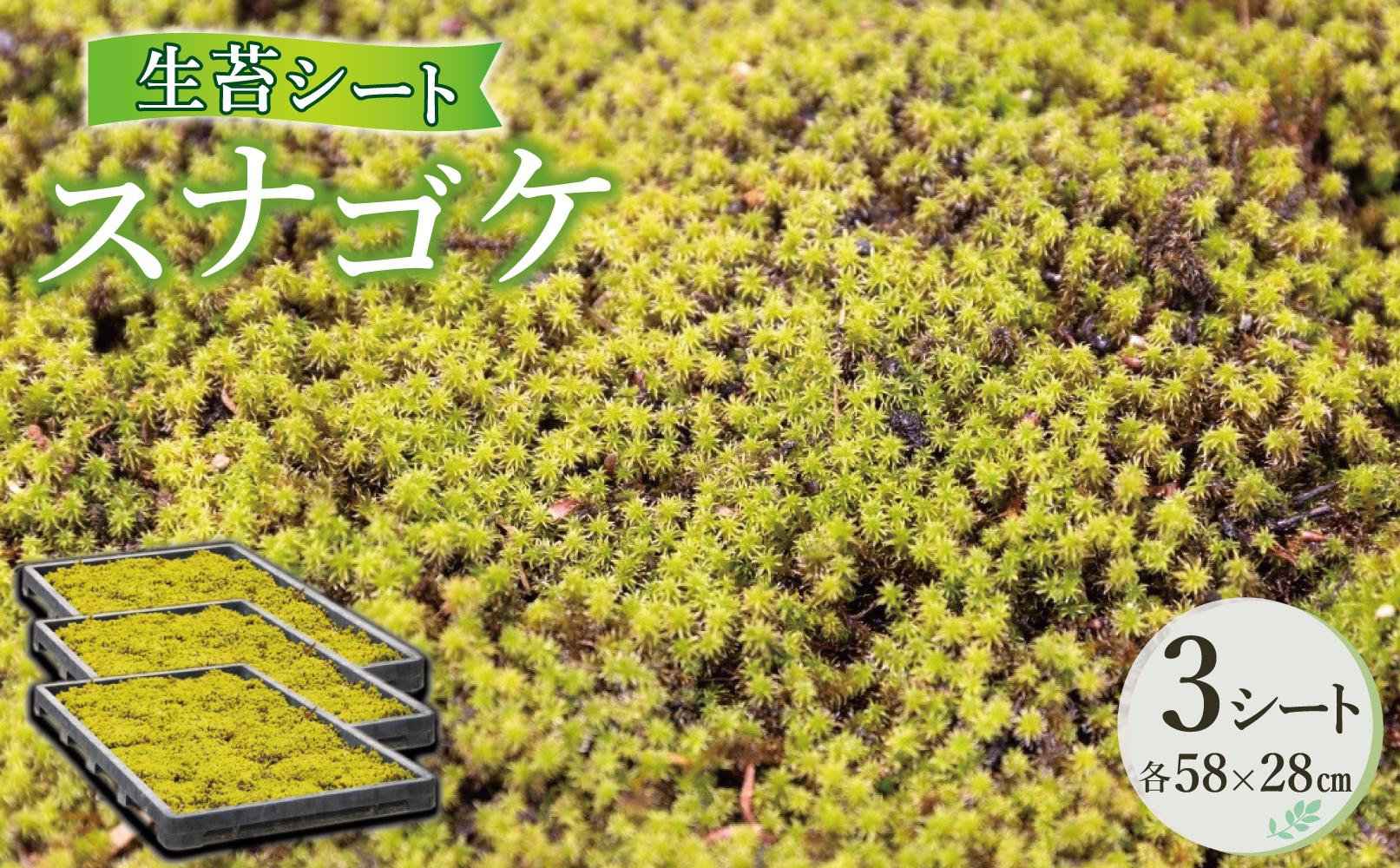 スナゴケ生苔3シート1セット