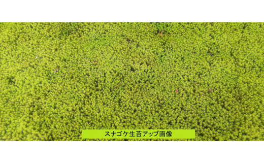 スナゴケ生苔3シート1セット