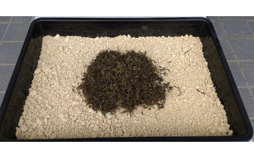 スナゴケ栽培キット1セット