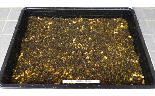 スナゴケ栽培キット1セット