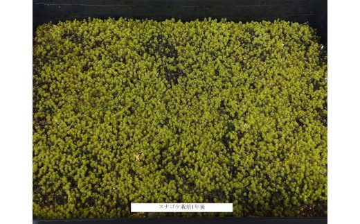 スナゴケ栽培キット1セット