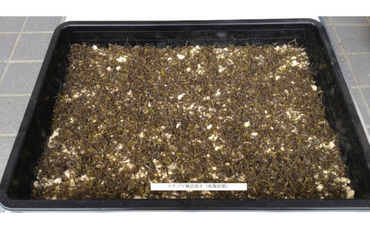 スナゴケ栽培キット1セット