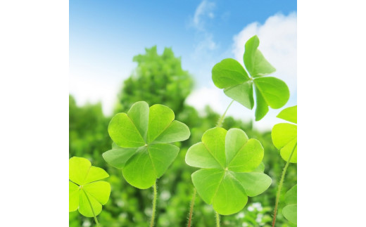 四つ葉のクローバー配合！ナチュラル洗顔石鹸２個セット