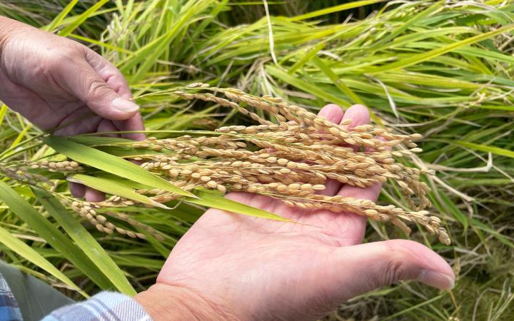 縲占セー鬥ャ譛ャ螳カ驟帝縲第コ遯ゥ縺ョ驛キ 邏皮アウ螟ァ蜷滄ク 720ml