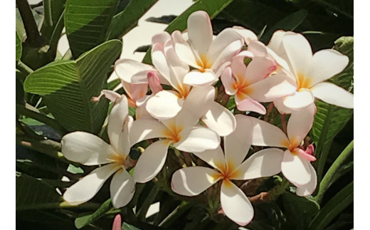 【楽園のコーヒー】ハワイ・モロカイ島コーヒー100% 150g（挽き）