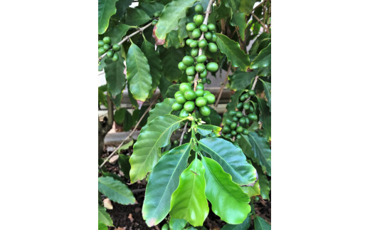 【楽園のコーヒー】ハワイ・モロカイ島コーヒー100% 150g（豆のまま）